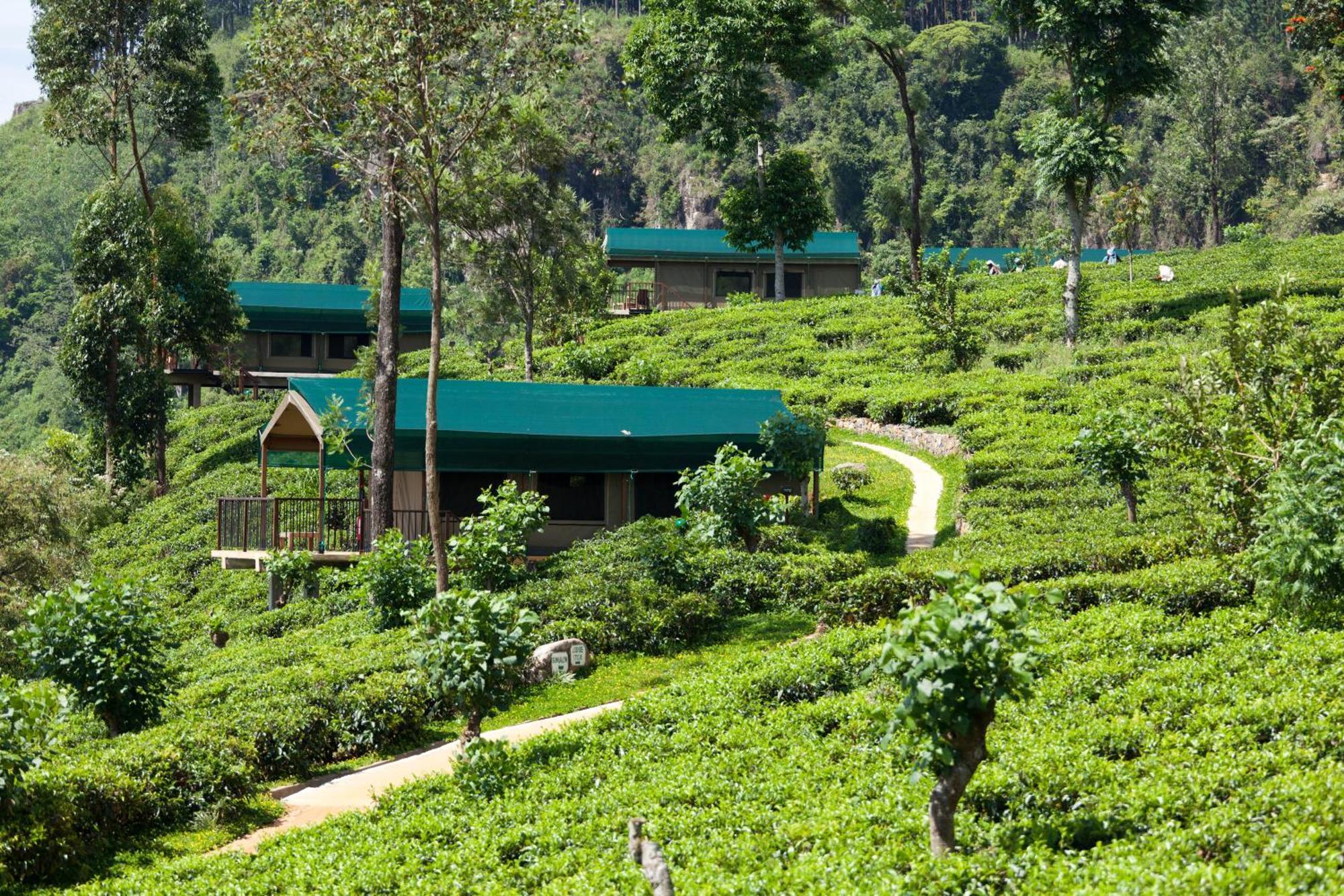 Madulkelle Tea And Eco Lodge Kandy Kültér fotó
