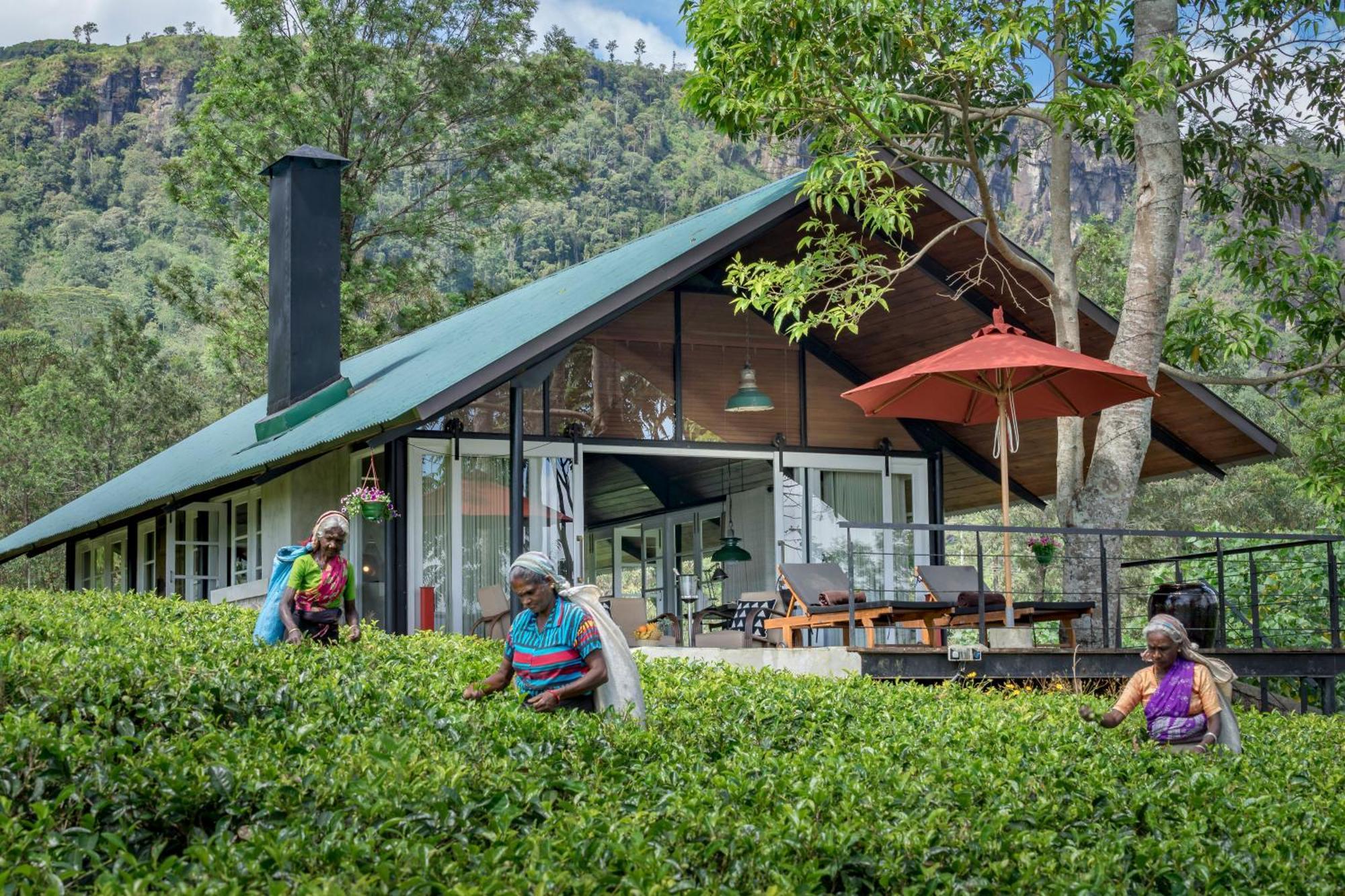 Madulkelle Tea And Eco Lodge Kandy Kültér fotó